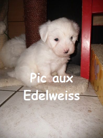 Du Pic Aux Edelweiss - Chiot disponible  - Coton de Tulear