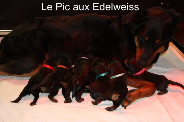 Du Pic Aux Edelweiss - Berger de Beauce - Portée née le 10/05/2013